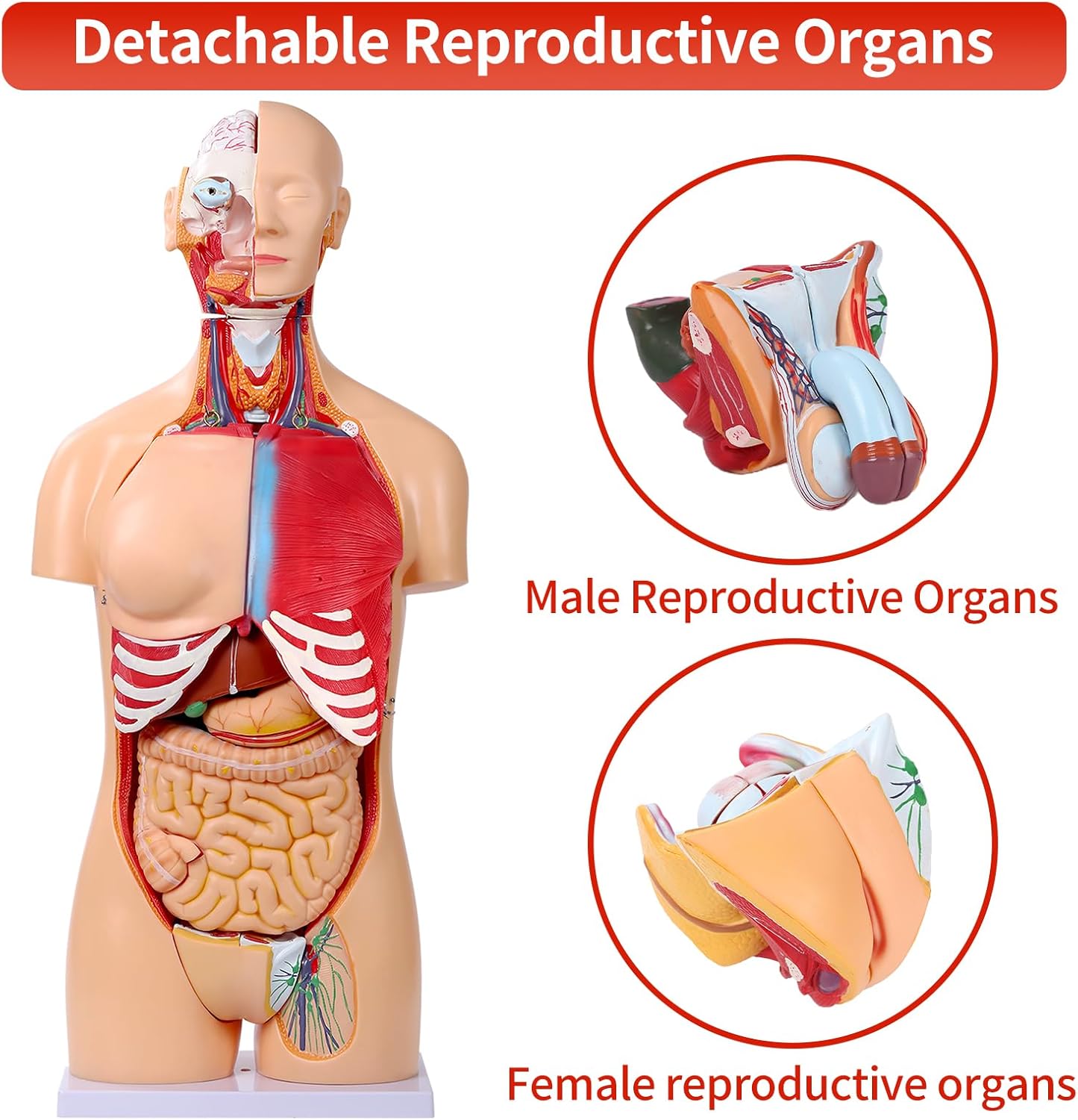 Human Torso Anatomy Model 33.4", Dual-Sex 32 Part Removable Life-Size with Heart Head Skull Brain Visceral Muscular Layers Model Includes Product Manual for Medical Student Lab Classroom Use