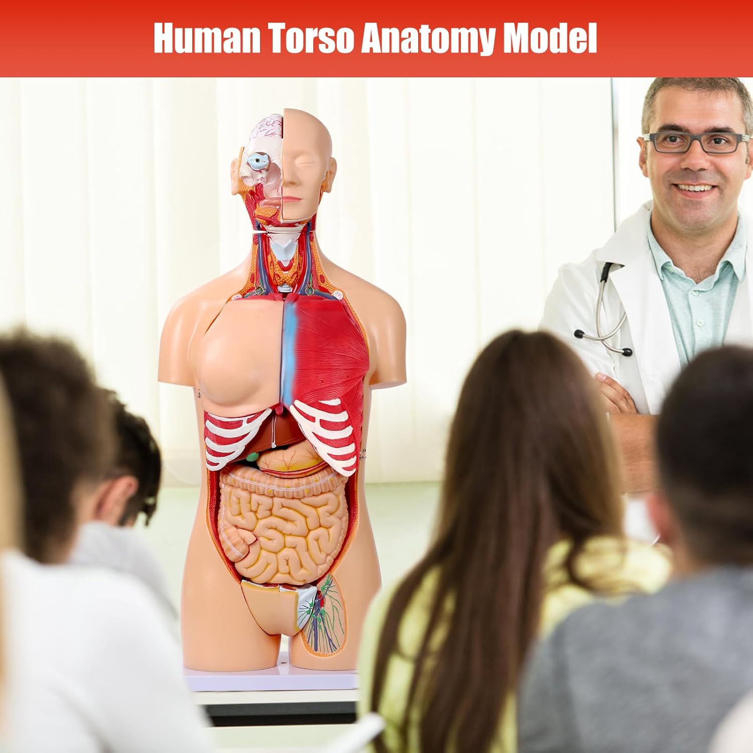 Human Torso Anatomy Model 33.4", Dual-Sex 32 Part Removable Life-Size with Heart Head Skull Brain Visceral Muscular Layers Model Includes Product Manual for Medical Student Lab Classroom Use