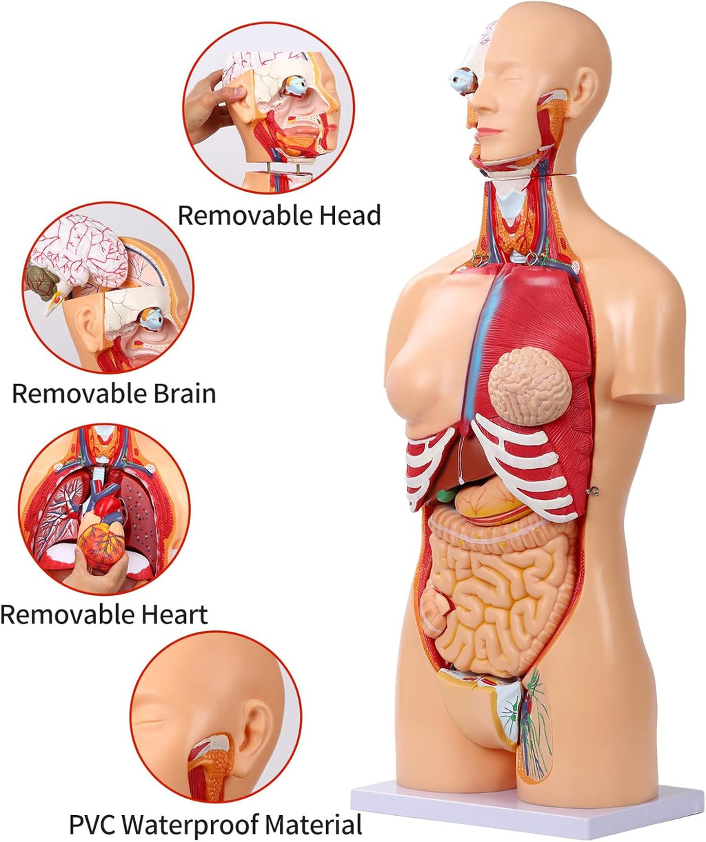 Human Torso Anatomy Model 33.4", Dual-Sex 32 Part Removable Life-Size with Heart Head Skull Brain Visceral Muscular Layers Model Includes Product Manual for Medical Student Lab Classroom Use