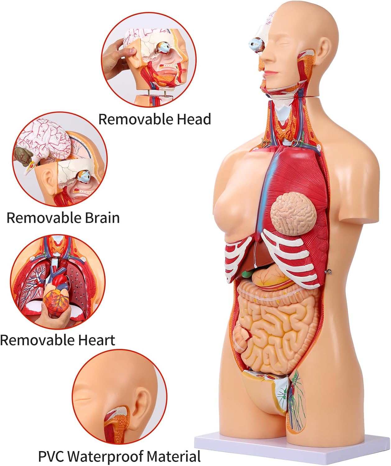 Human Torso Anatomy Model 33.4", Dual-Sex 32 Part Removable Life-Size with Heart Head Skull Brain Visceral Muscular Layers Model Includes Product Manual for Medical Student Lab Classroom Use