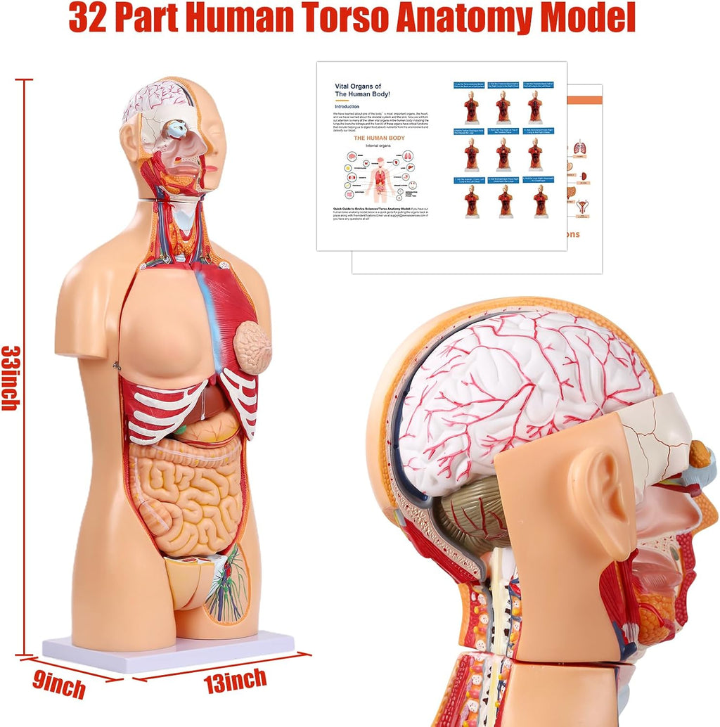 Human Torso Anatomy Model 33.4", Dual-Sex 32 Part Removable Life-Size with Heart Head Skull Brain Visceral Muscular Layers Model Includes Product Manual for Medical Student Lab Classroom Use